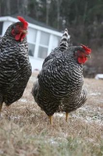 鸡母鸡走地鸡散养鸡鸡肉农村牧场