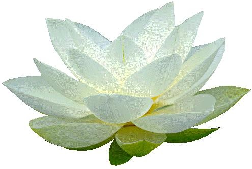 莲花 PNG免抠(495x333)