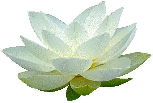 莲花 PNG免抠(495x333)
