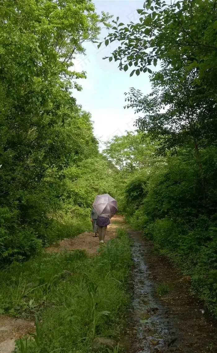树林间行走的的小道