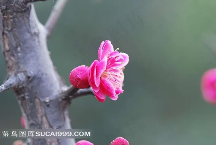 漂亮的梅花摄影素材