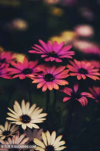 白色紫色的雏菊花瓣