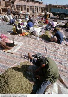 市井生活-整理葡萄干