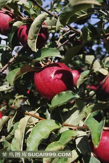 苹果图片设计素材