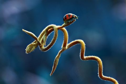 七星瓢虫大自然昆虫