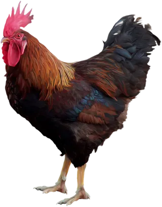 公鸡红毛动物