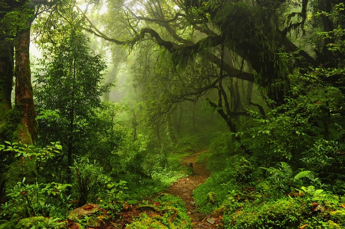 唯美热带雨林景色图片