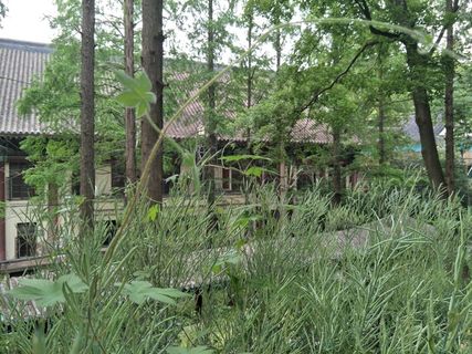 春意盎然兮佳木丰