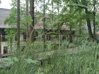 春意盎然兮佳木丰