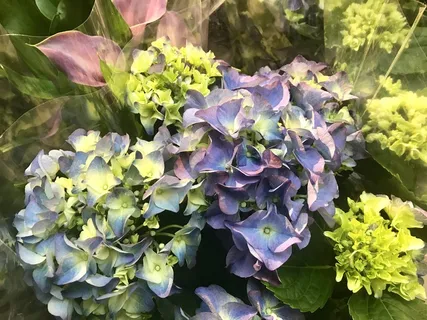 多彩绣球花图片 多彩绣球花图片