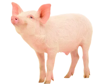 现代农业小猪