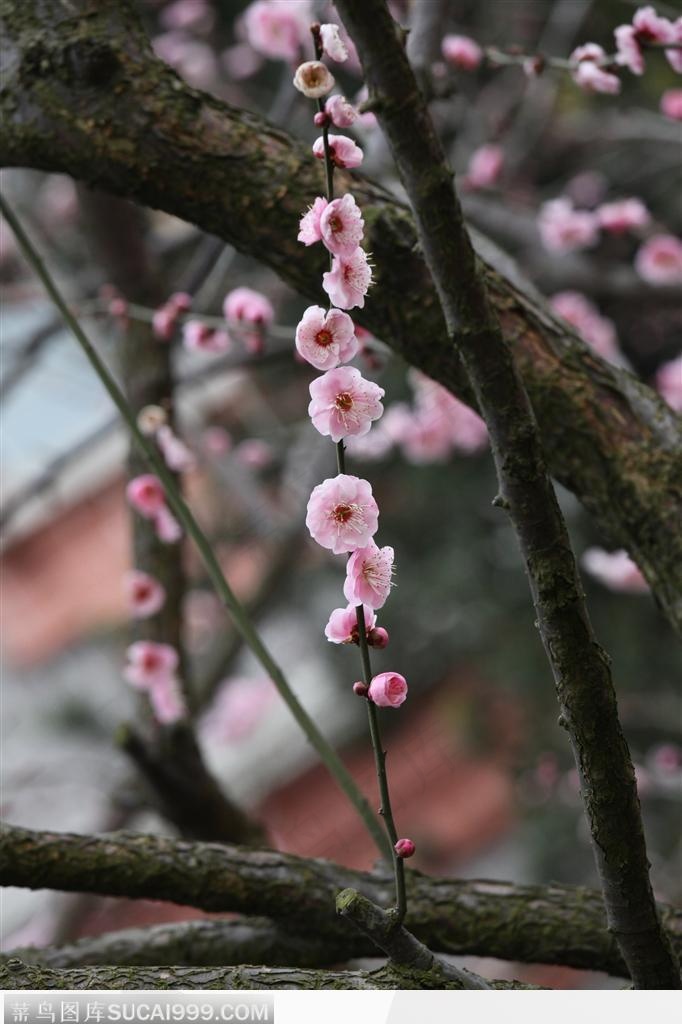 漂亮的粉色梅花鲜花图片