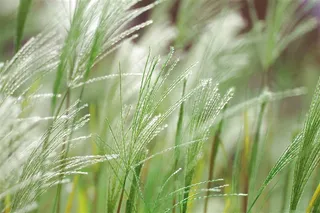 唯美的野草图片下载