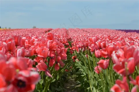 郁金香花海图片 郁金香花海图片