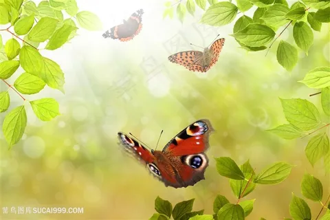 美丽的花朵与蝴蝶高清图片 美丽的花朵与蝴蝶高清图片