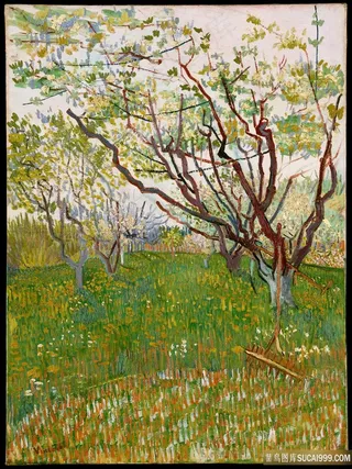 梵高-开花的果园油画图片