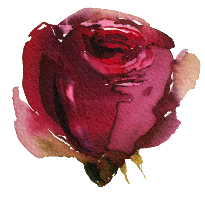 鲜花玫瑰免扣素材