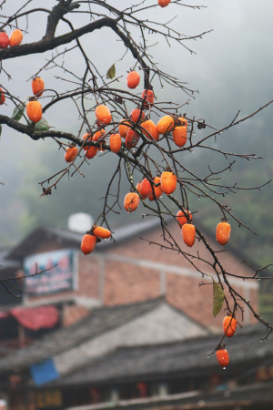 柿子高清摄影背景图