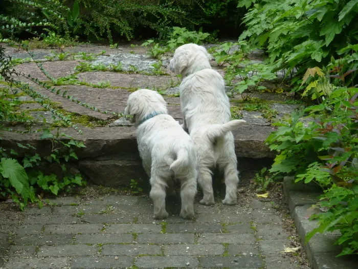 金毛犬杂交幼犬图片