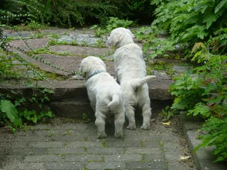 金毛犬杂交幼犬图片