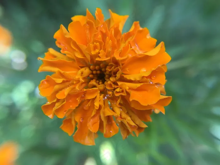 一朵橙色万寿菊图片