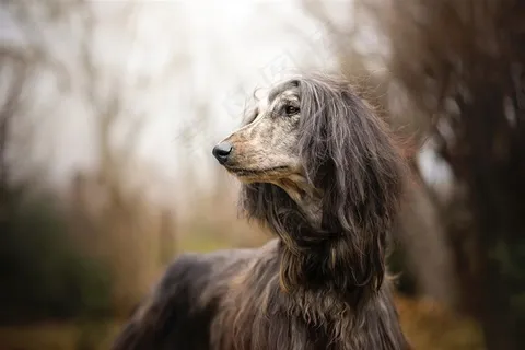高清阿富汗猎犬狗狗摄影 高清阿富汗猎犬狗狗摄影