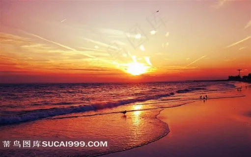 晚霞海边海鸥素材