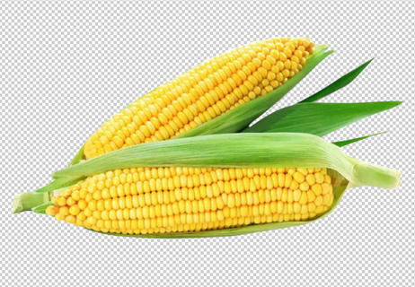 玉米免扣素材