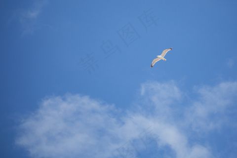 蓝天飞鸟图片
