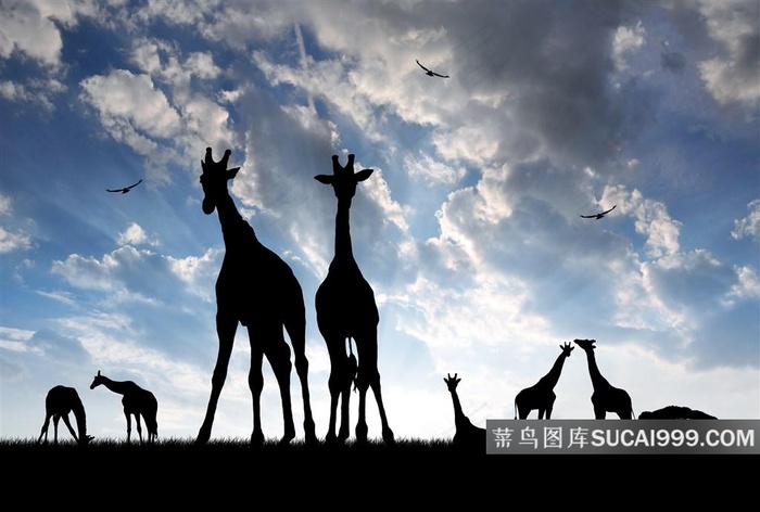 长颈鹿剪影美景