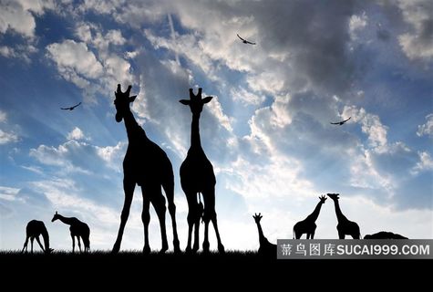 长颈鹿剪影美景