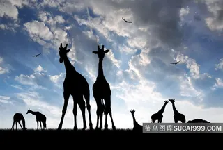 长颈鹿剪影美景