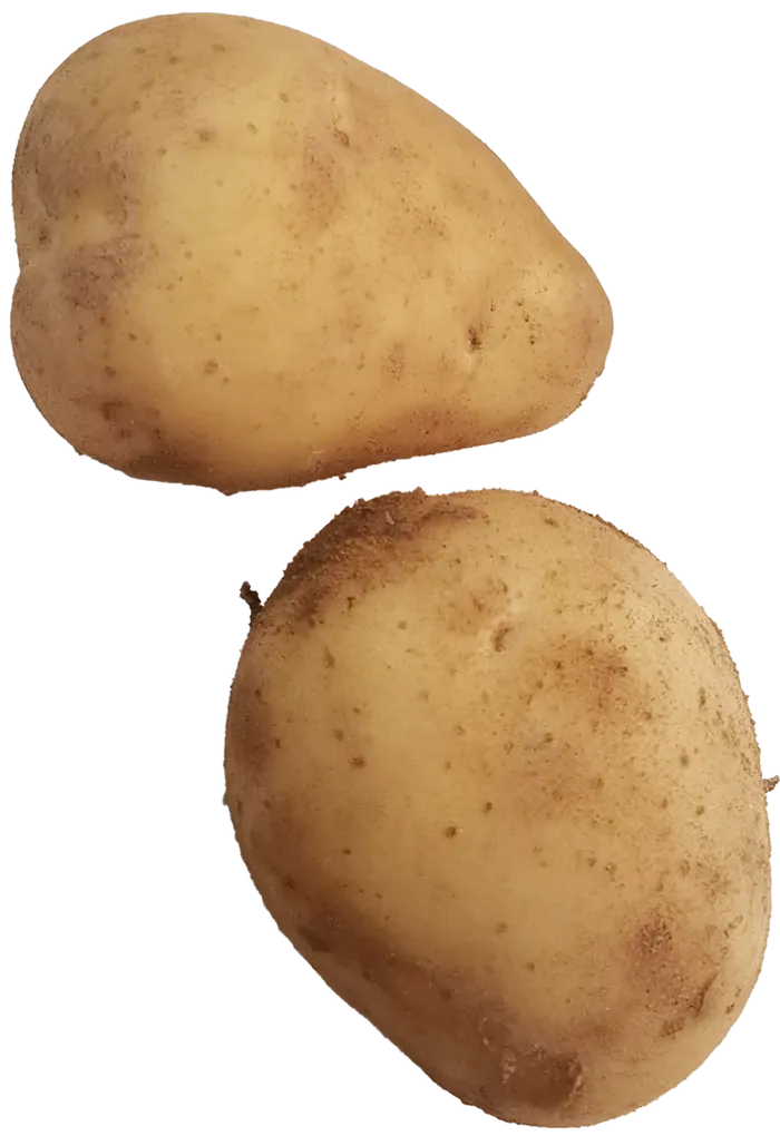 黄色洋芋黄心新土豆带沙免抠元素实物摄影素材psd模版下载