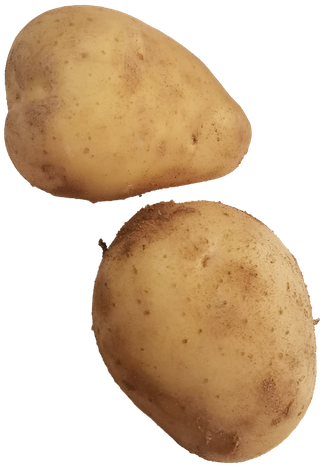 黄色洋芋黄心新土豆带沙免抠元素实物摄影素材