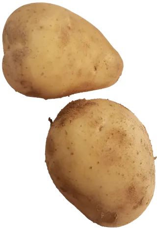 黄色洋芋黄心新土豆带沙免抠元素实物摄影素材