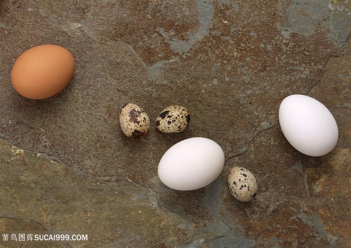 鸡蛋飞禽蛋鸽子蛋高清图片