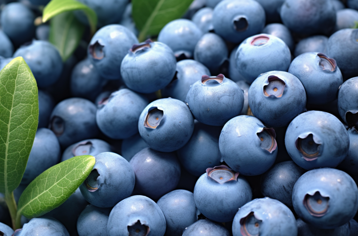 蓝莓的特写的摄影图