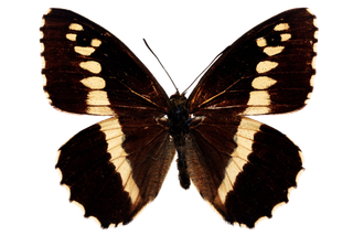 蝴蝶 彩蝶 花蝴蝶 动物 昆虫 免抠