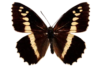 蝴蝶 彩蝶 花蝴蝶 动物 昆虫 免抠