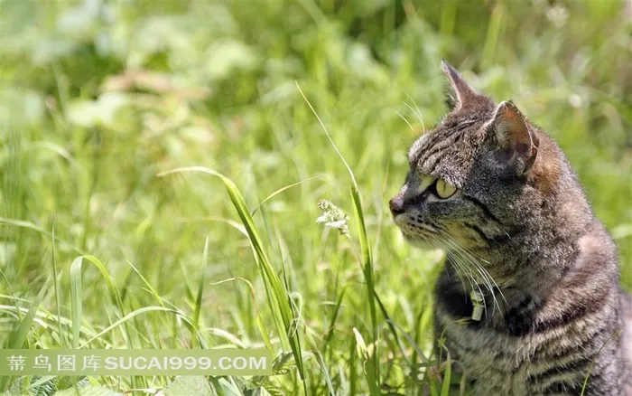 草丛里可爱的小猫咪