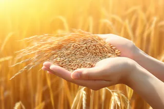 秋天丰收季手捧着粮食摄影图