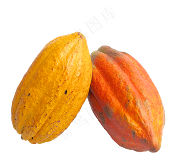 可可果实可可粉免抠 (8)