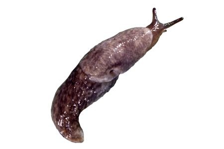 鼻涕虫 PNG免抠(450x300)