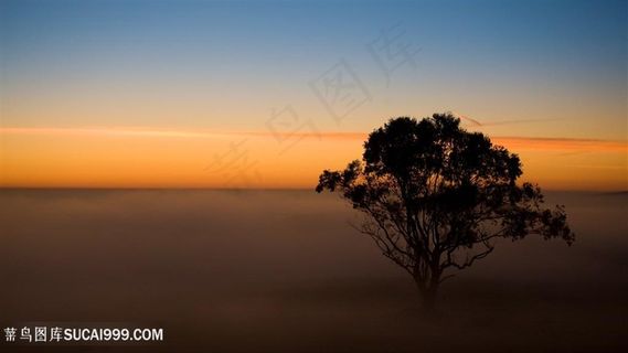 晚霞美景大树风景画壁纸