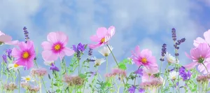 路边的野花