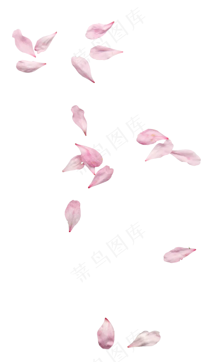 花瓣花朵免扣图片 