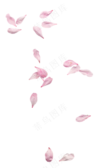 花瓣花朵免扣图片 