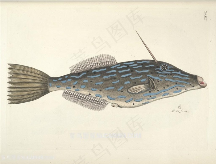 插画彩绘鱼装饰画
