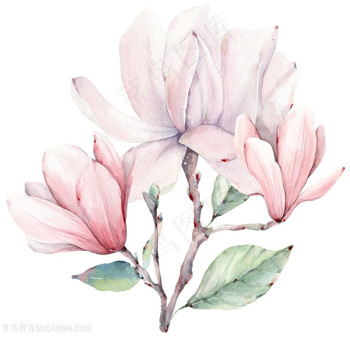 手绘玉兰花插画图片