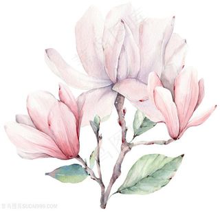 手绘玉兰花插画图片